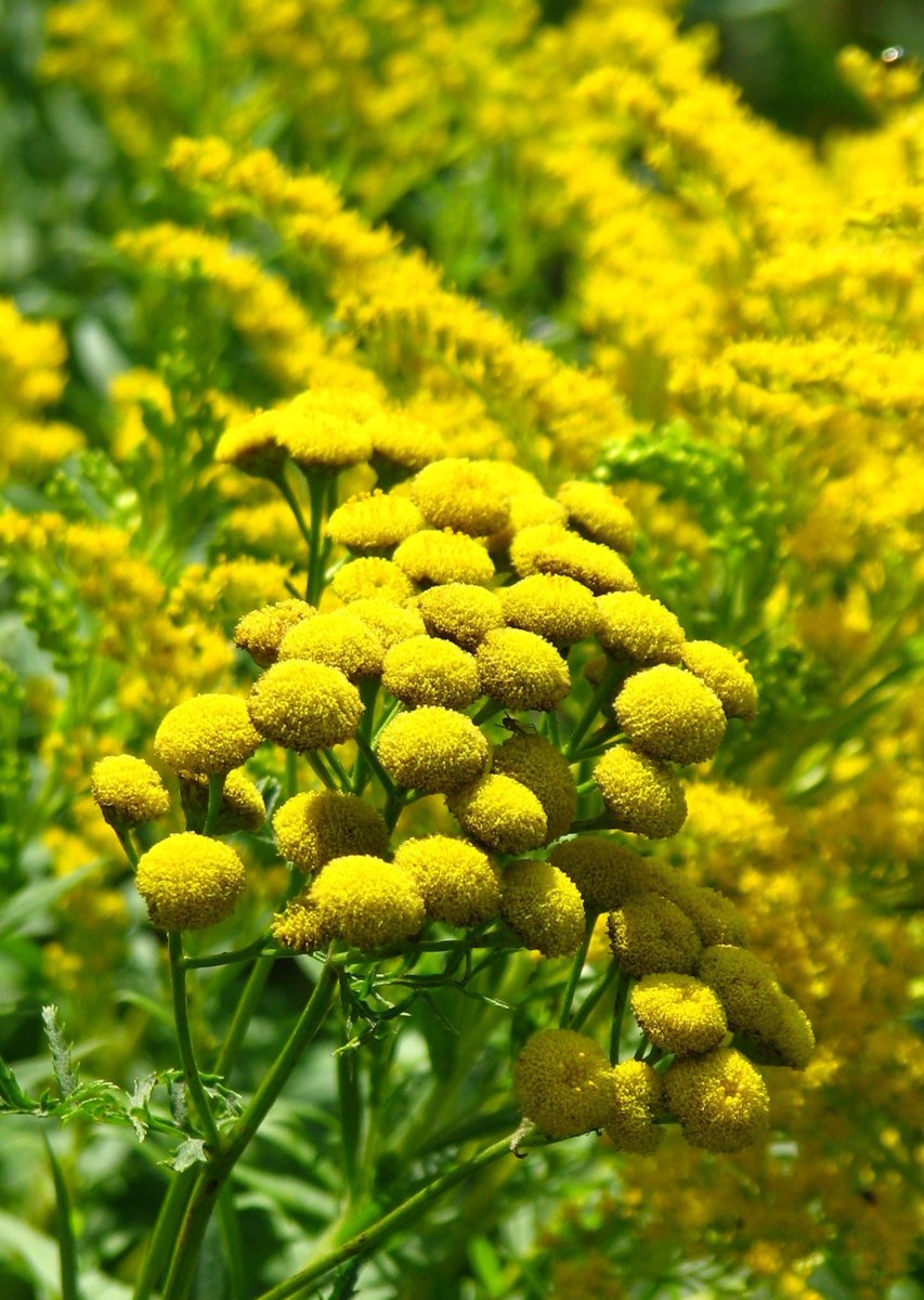 Happy Tuesday to you!🤩 #flowers #tuesdayvibe