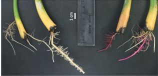 A simple protocol for transformation and gene editing in woody mangrove plant (Yulin Weng, Enrui Hai, Qingshun Quinn Li)  doi.org/10.1093/plphys…  <a href="/ASPB/">ASPB</a> #PlantSci