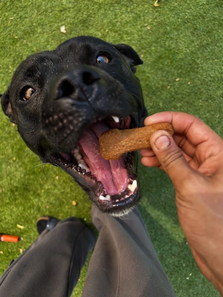 DogDenMmokolodi's tweet photo. Treats! 🍪🐾♥️

#kennel #botswana #holiday #dog #thedogdenmmokolodi_k9 #doglovers https://t.co/yTAK94Ix6h