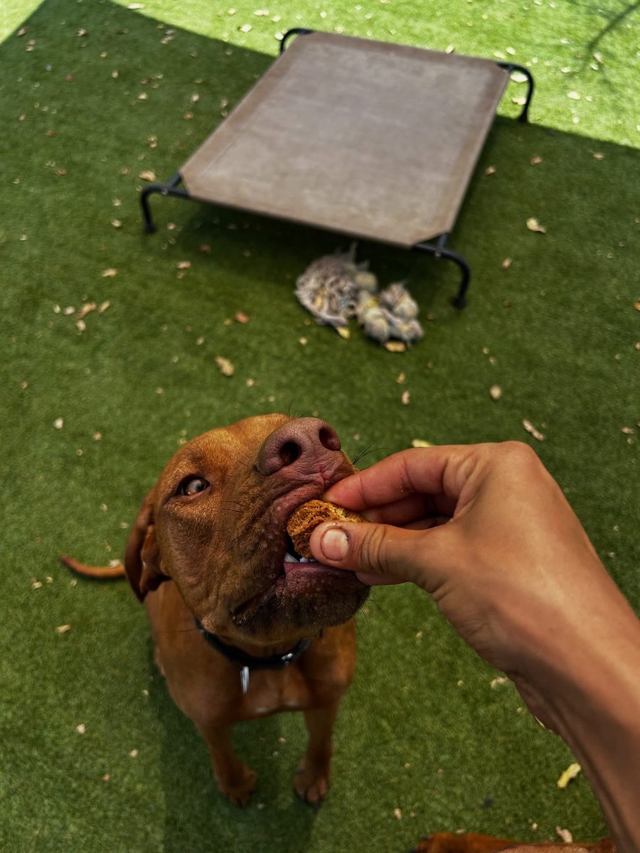 DogDenMmokolodi's tweet photo. Treats! 🍪🐾♥️

#kennel #botswana #holiday #dog #thedogdenmmokolodi_k9 #doglovers https://t.co/yTAK94Ix6h
