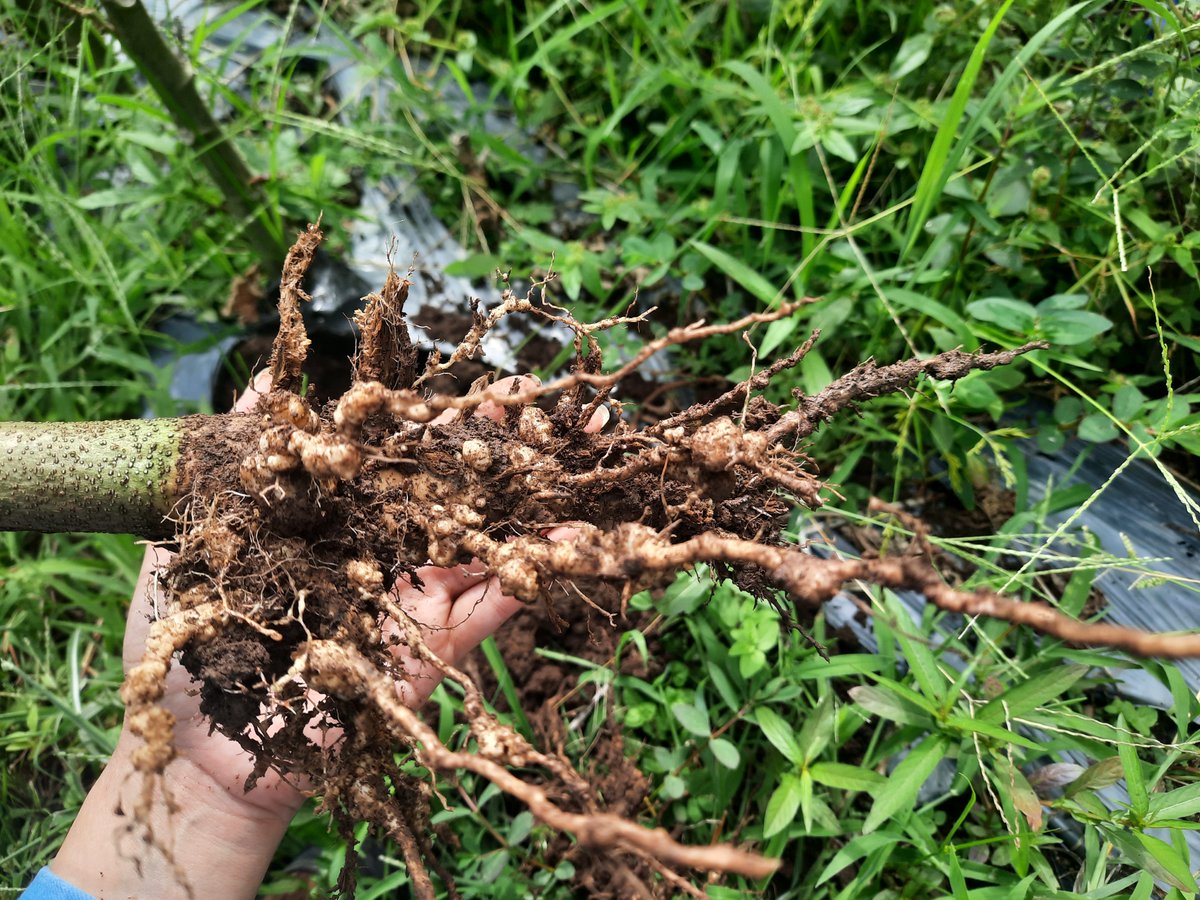 Kellyn_Joselyn's tweet photo. Clear symptoms of root-knot nematode infection observed in the root system of okra plants in Choluteca, Honduras. Sample collected in collaboration with the FHIA Research team.
#PlantPathology #Nematodes #Okra #Honduras #FHIA #AgriculturalResearch https://t.co/x4MdzR1z2c