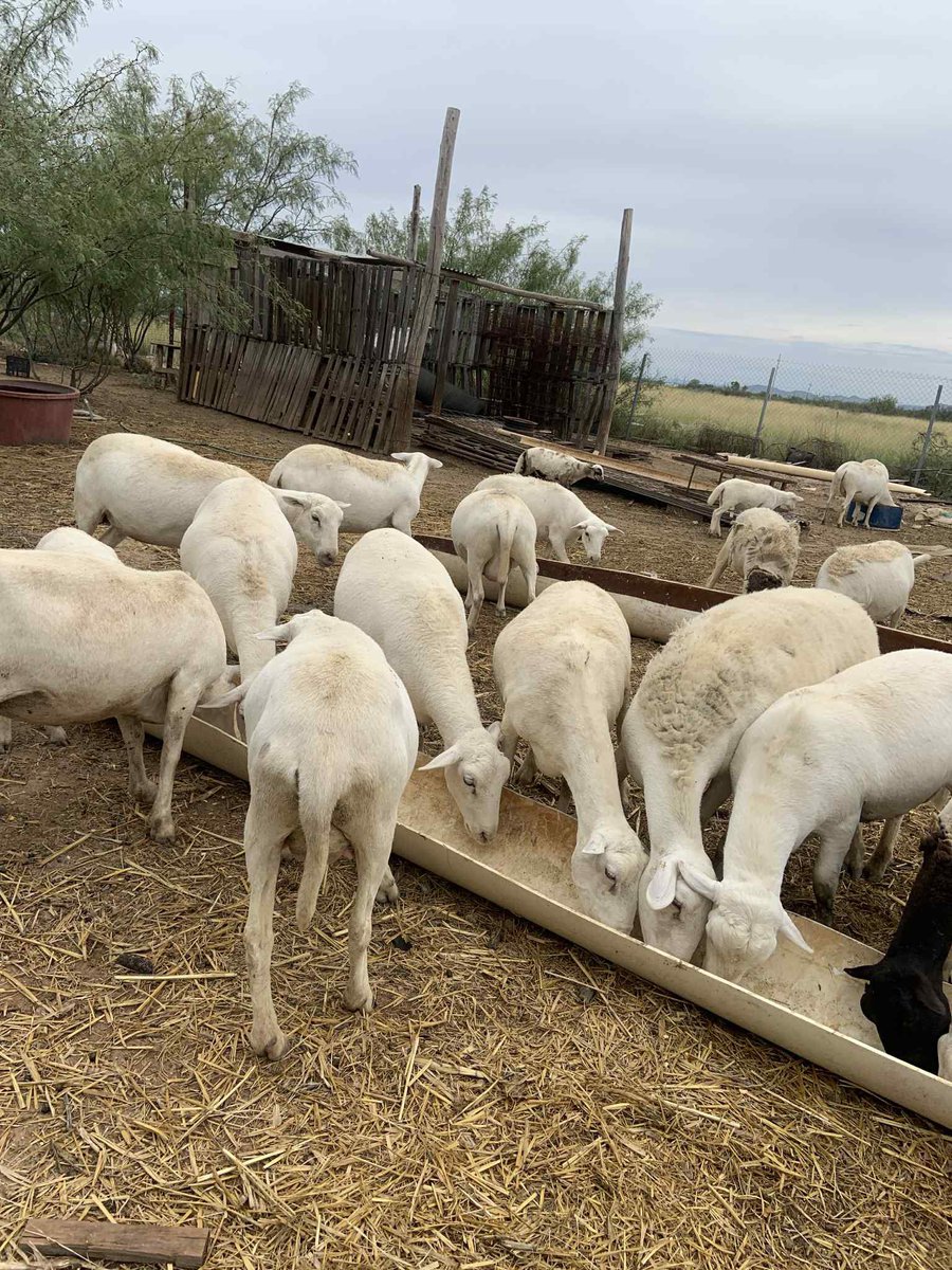 The hats stays on $wif $wif