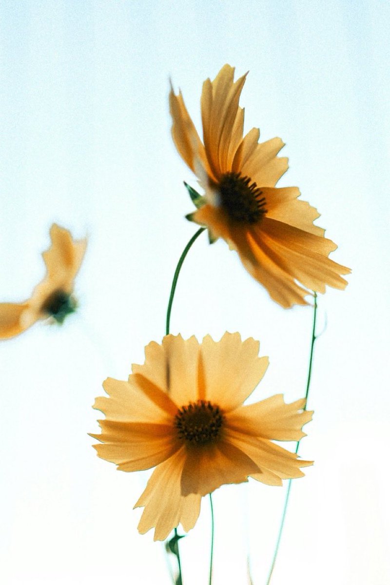 “”Life is a series of natural and spontaneous changes. Don't resist them - that only creates sorrow. Let reality be reality. Let things flow naturally forward in whatever way they like..””

—Lao Tzu—

📸 Web