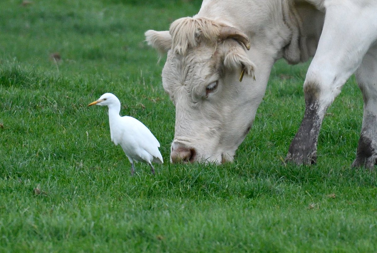 Both Cattle Egrets showing today in the same field with the cattle at Grove with <a href="/buzmor1/">Gary H</a> . Just a short walk south along the canal tow path from Church Lock on opposite side of the canal  <a href="/bucksalert/">Bucks Bird Alert</a>
