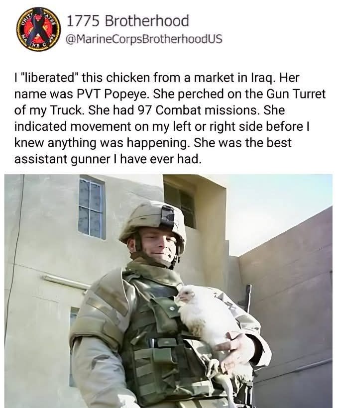 copperkettlefrm's tweet photo. Chickens know what's up. https://t.co/npfUcXQMTw