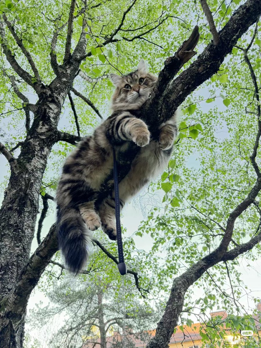 No Context Cats tweet media