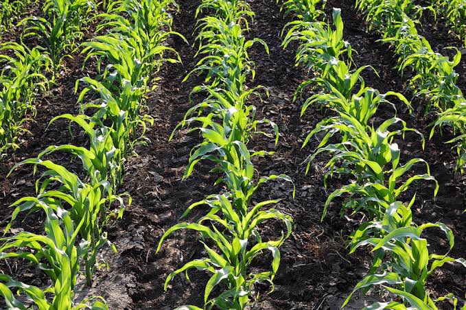 RoseBatunga91's tweet photo. Note That Crop insurance safeguards against crop failure or damage due to drought, floods, pests, or diseases. For example, if a farmer in Uganda insures their maize crop and a severe drought hits, they can claim compensation to cover losses @IraUganda
#DrivingInsuranceagrowth https://t.co/NKzeqY2B7z