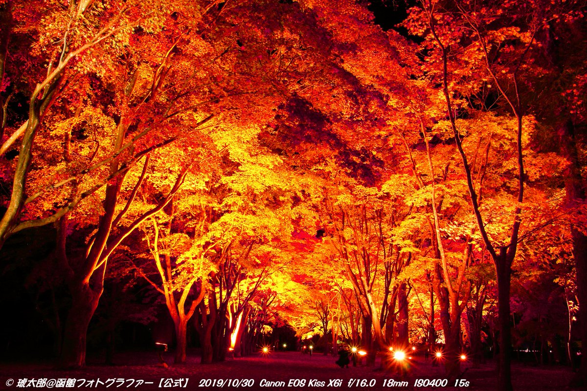 Shyokunin_k's tweet image. 皆さんどうも
今回の函館風景写真は
【紅葉スポットと言えばここ香雪園が有名ですね】
そんなもう少ししたら撮れる撮影スポットをご紹介。
こちらの写真は過去にもご紹介していた紅葉の香雪園
アーカイブ写真です
撮影日2019年10月30日
こちらもあと少しで紅葉の季節がやって来ますね…