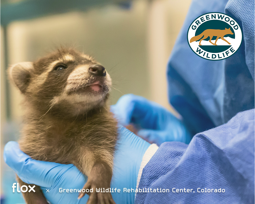 FloxWildlife's tweet image. We’re teaming up with @Greenwood_CO 🦌

Together, we’re using wildlife intelligence to keep animals safe in the wild — before they ever need rehab.

Another step toward coexistence. 🌍


#WildlifeIntelligence #AIforNature #WildlifeRehab #Flox