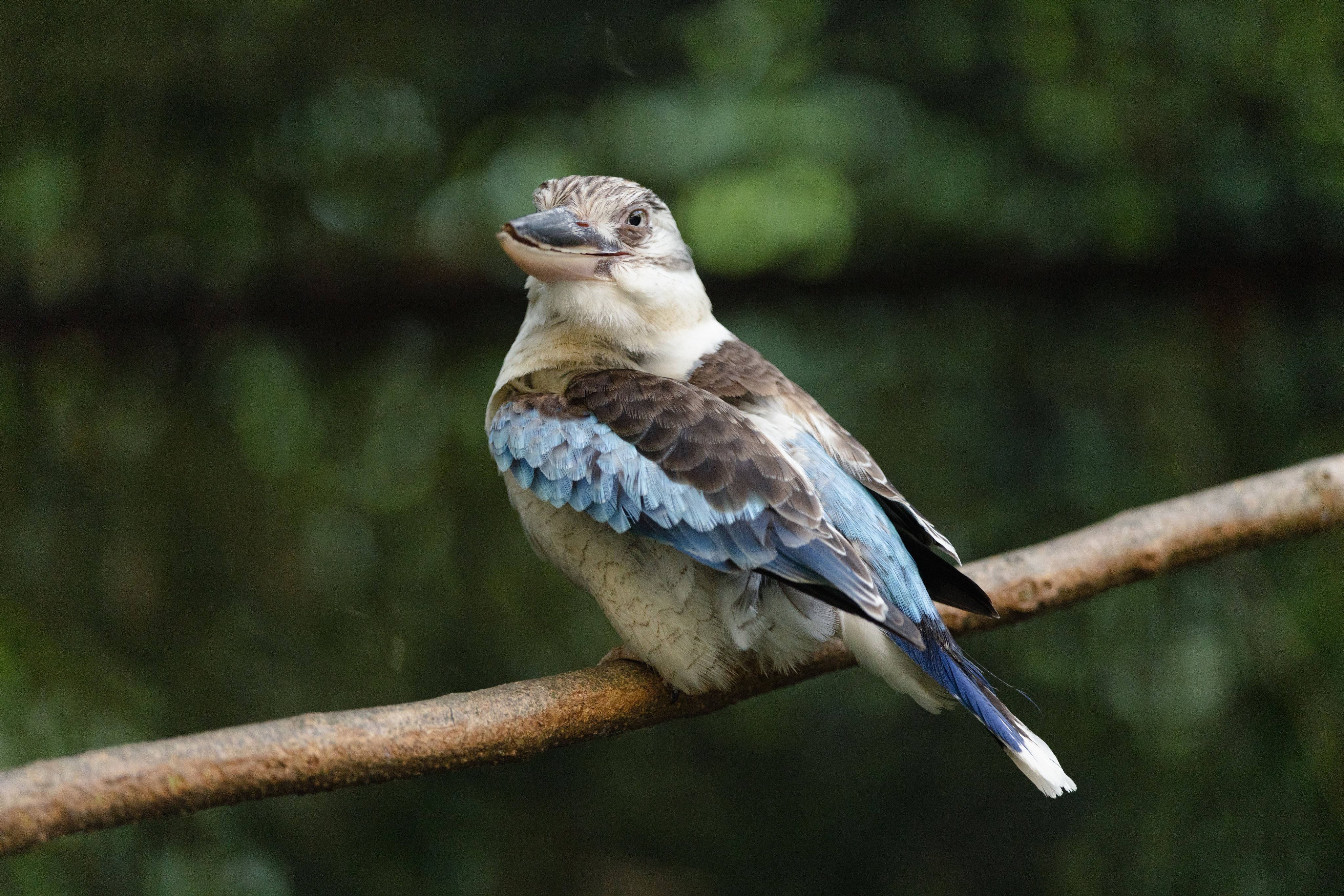 ピンコさま専用　　カワセミ ピンコさま専用 カワセミ ピンコさま専用 カワセミ