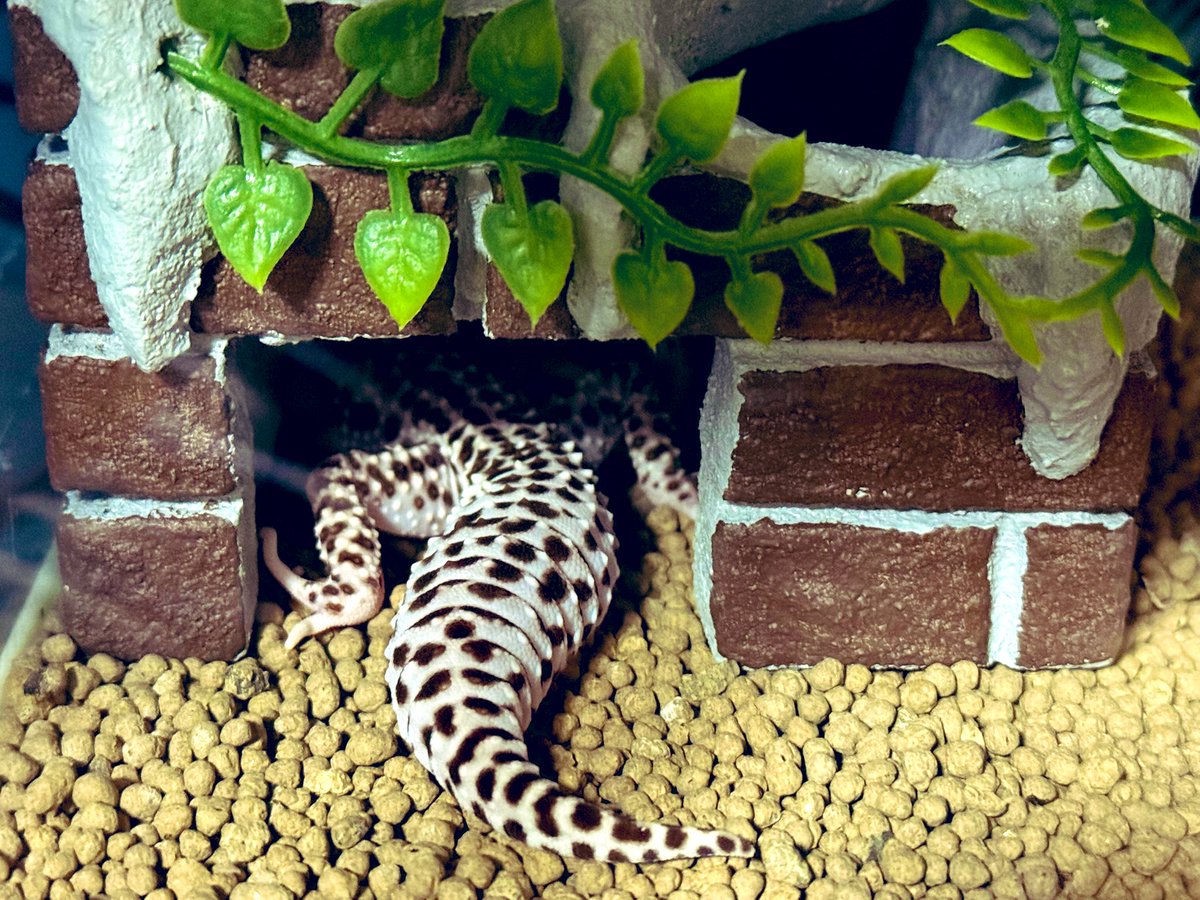 ともえ屋　シェルター　水入れ　流木　セット　レオパ　ニシアフ　爬虫類　レイアウト ともえ屋 流木付き水入れ 流木 餌入れ レオパ ニシアフ 爬虫類