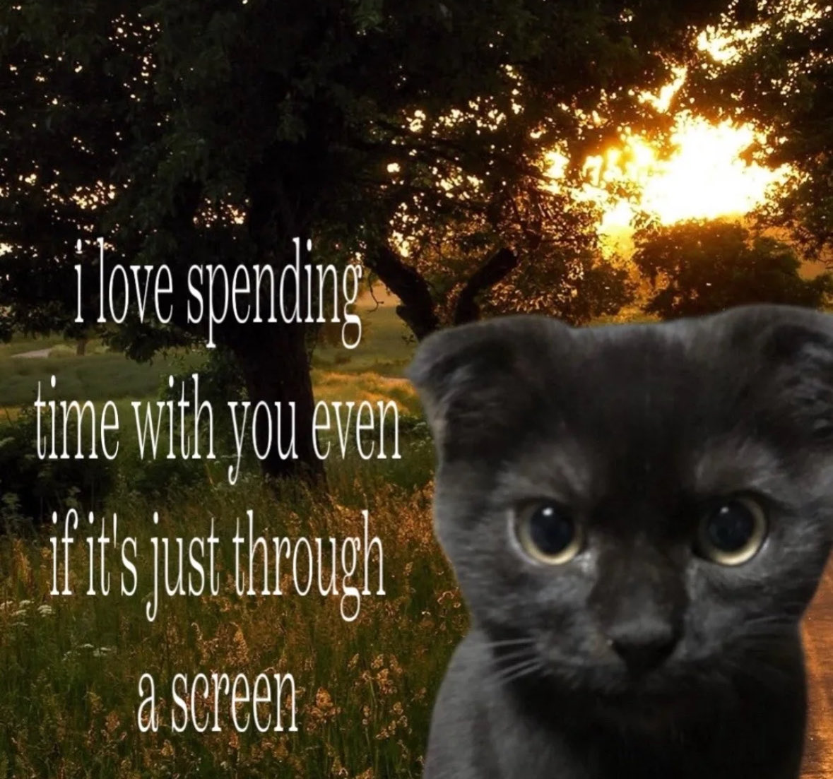 LiterallyUsMeow's tweet image. 