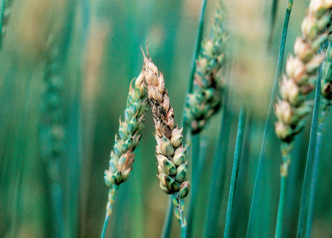 ABSeedGuide's tweet image. Five years after fusarium was deregulated, one of our foremost agronomists says clean seed, residue management, and smart planning are the best first steps to prevention. hubs.li/Q03Mwv5Q0