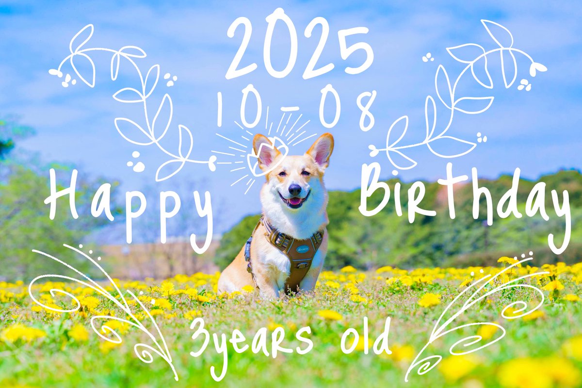 はんぺん tweet media