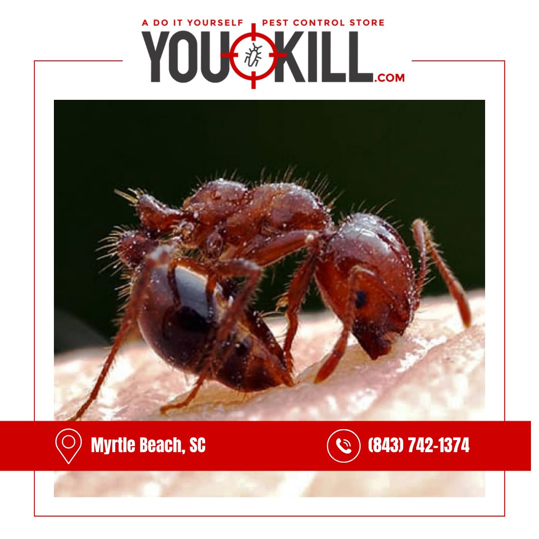MyrtleDo40662's tweet image. Ant problems? Not anymore. Our ant control products are designed to take care of your ant issues effectively. Snag your ant solutions now! #AntControlProducts
youkill.com/contact/