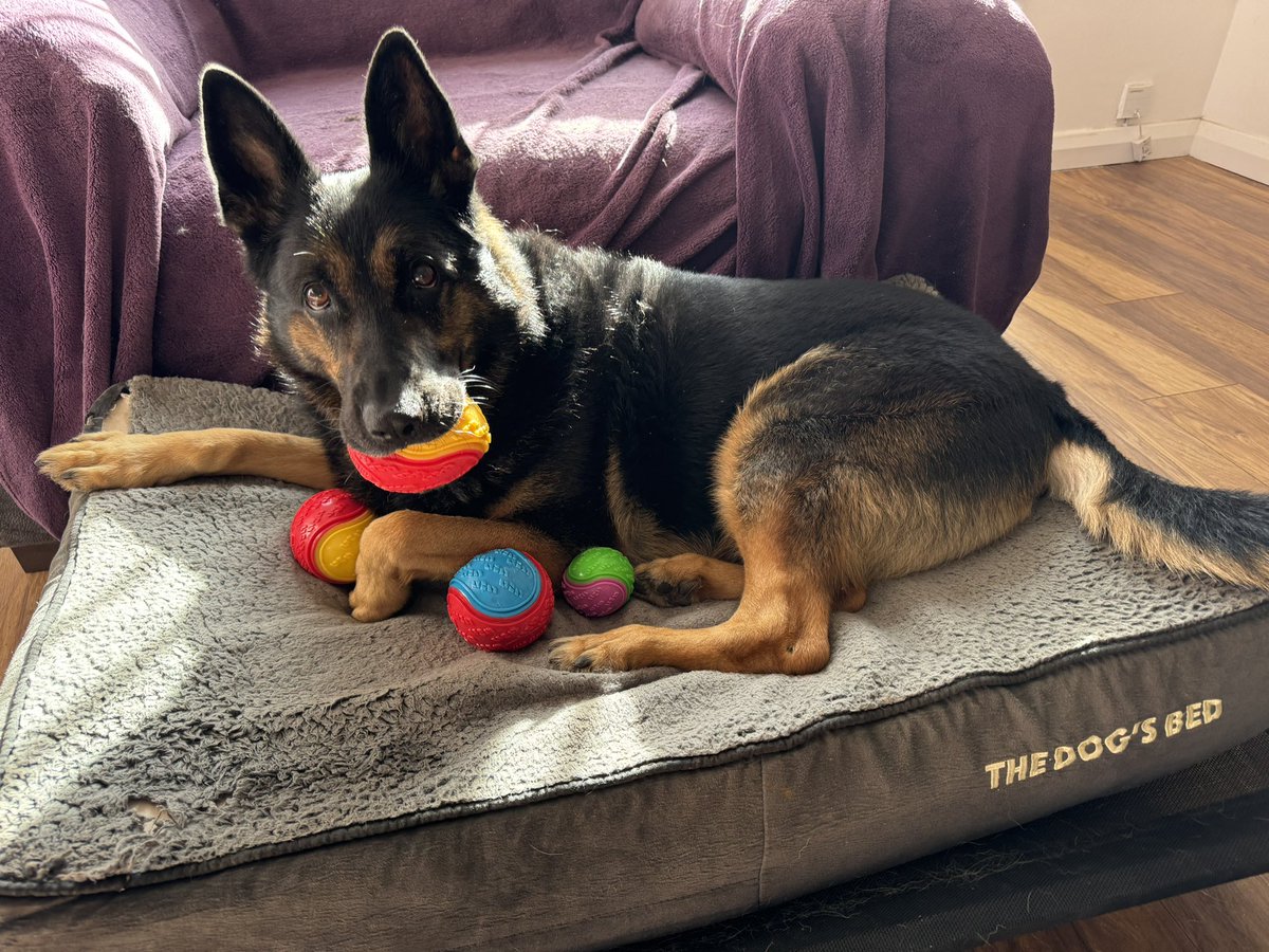 Having a little collection 💙🐾