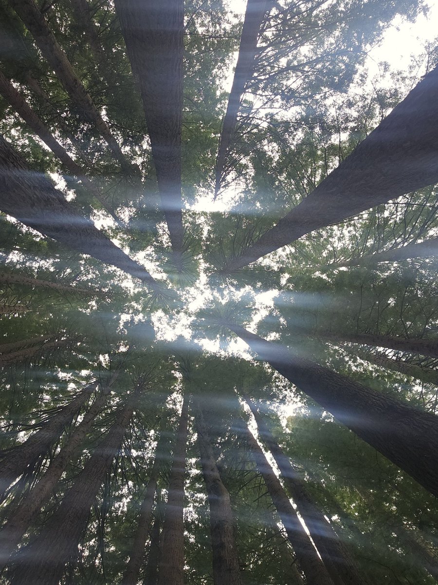 the red wood tree... I see what you did there Taylor... 👀