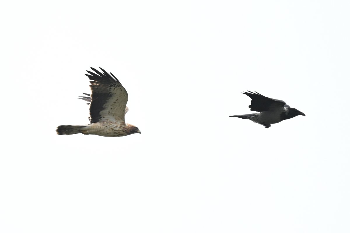 A few shots from the weekend at Hel Peninsula, N Poland, including a self-found lifer - Booted Eagle.