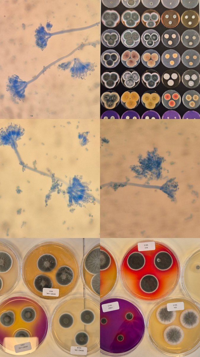 David Hernández tweet media