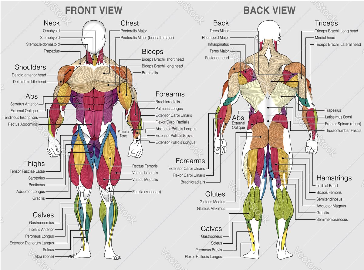 user_mm_'s tweet image. One thing I find immensely helpful to feel/connect with/&quot;find&quot; a muscle in a given exercise is to visualize the direction of the muscle fibers. 

SEE them stretching and contracting in their specific direction. Close your eyes if you must

Follow the fibers