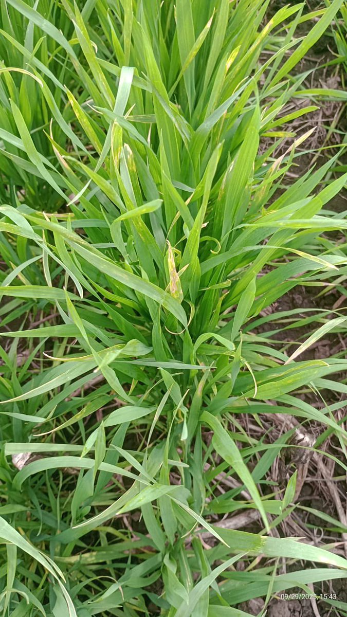SchangAgroVet's tweet photo. Trigo LG Bayo Limagrain
Pleno Macollaje 
📍Pablo Acosta, Azul, pcia. Bs. As
@RaulojMartin dice: “dadas las lluvias, cultivo con manchas, posible Bacteriosis”.
Aplicación con fungicida Cripton a 700 cc/ha https://t.co/Gr86Q38VYi
