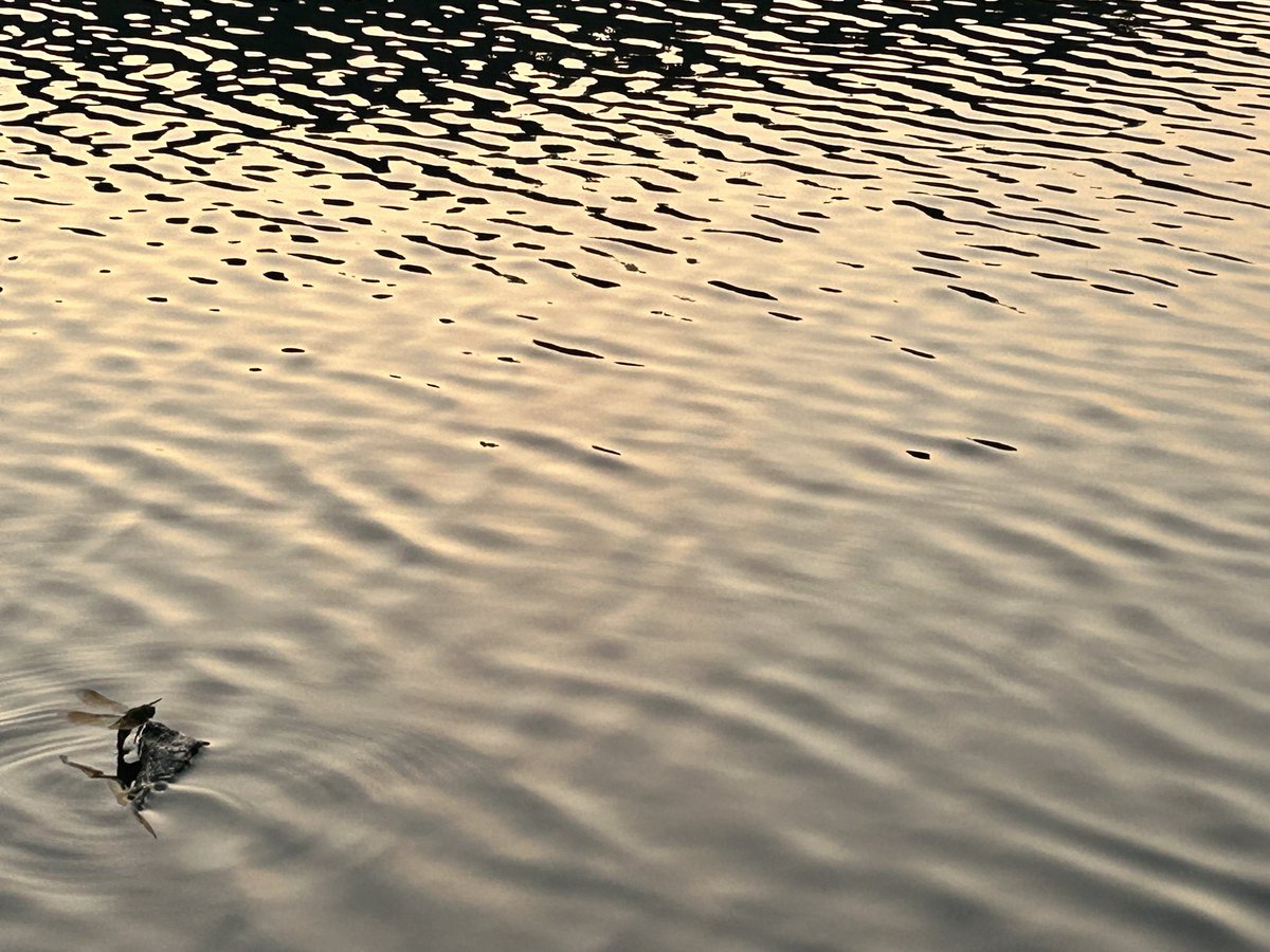 元気なきのこと
三河湖散歩

#snap
#おさんぽ
#湖
#三河散歩
#photograph