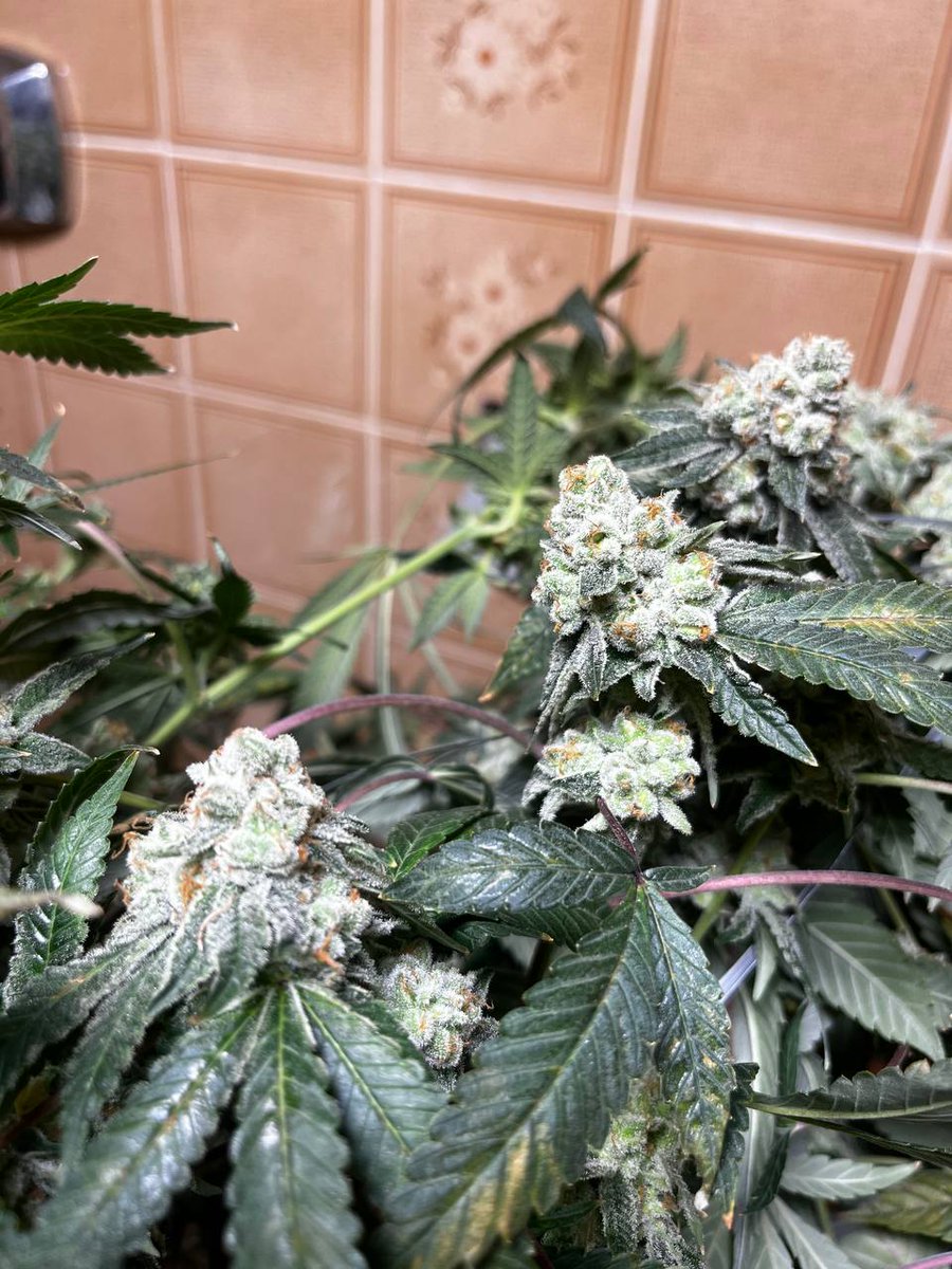caducultiva's tweet photo. Minhas plantas favoritas estão grávidas, polinizei com pólen da Trap Queen que eu reverti com STS, animado demais pro resultado 

Objetivo? Manter essas genéticas salvas em formato de seed e passar a robustez e estrutura da Trap pros sabores das outras q eu sou apaixonado

chamaa https://t.co/fjDDu6QTD3