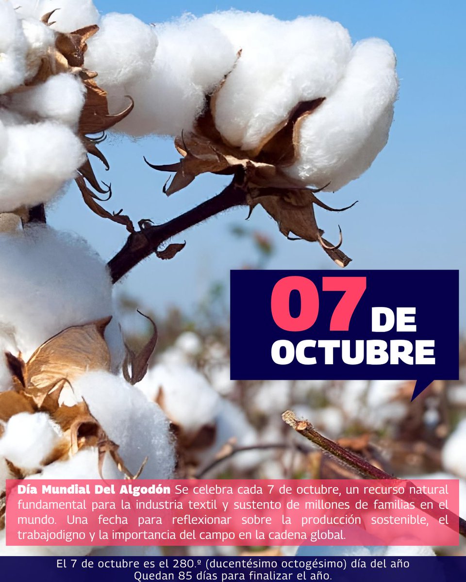 MxContrapunto's tweet image. Cada 7 de octubre se celebra el Día Mundial del Algodón, un recurso natural fundamental para la industria textil y sustento de millones de familias en el mundo. 

#Algodón #EconomíaSostenible #ModaResponsable #CampoVivo