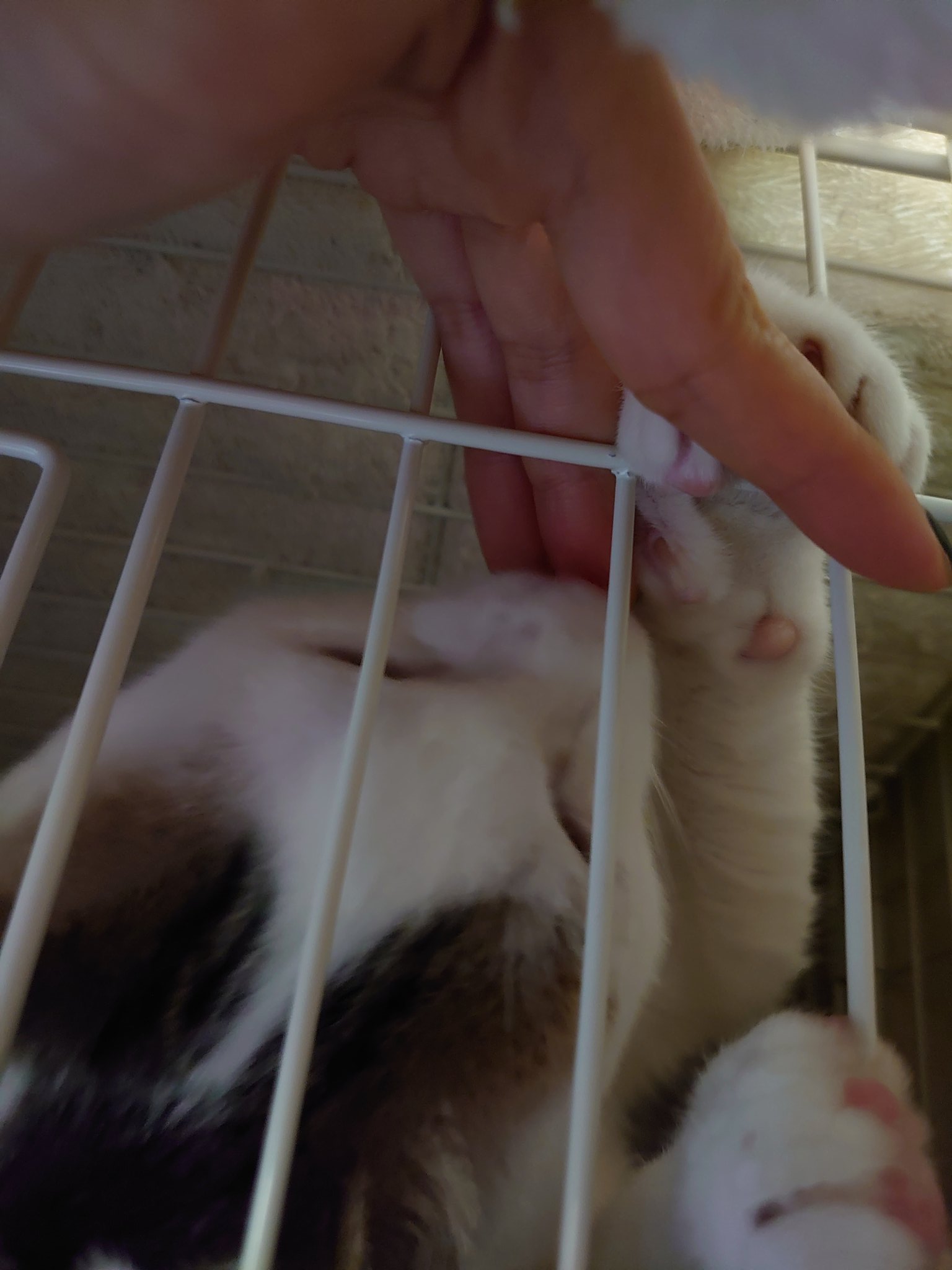 広島_凛花/猫・ゲーム・映画・アニメ・ガチャ🐾🎮📽IRLIS
