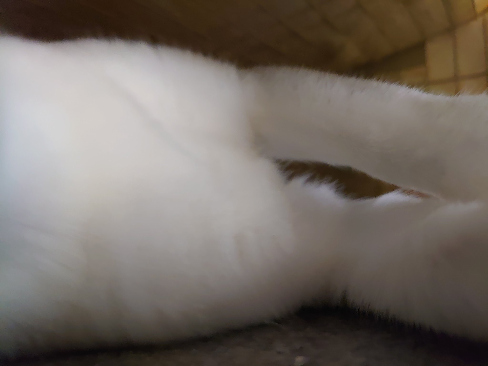 凛かの 兵頭 倫果 (@rinka_wrxsti) / X