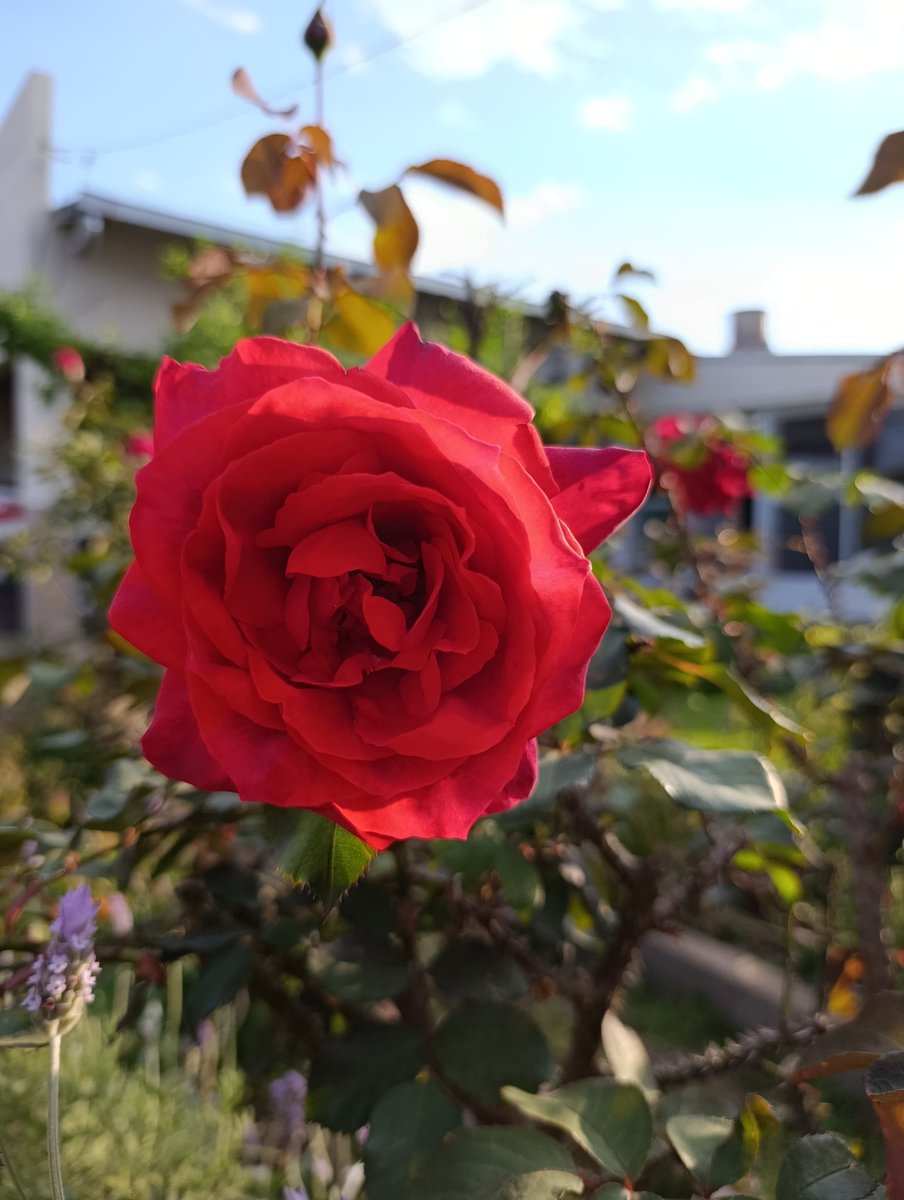 FlorCandarle's tweet photo. Primavera en el jardín de la abuela 🎨 https://t.co/nmSYWmDo8C