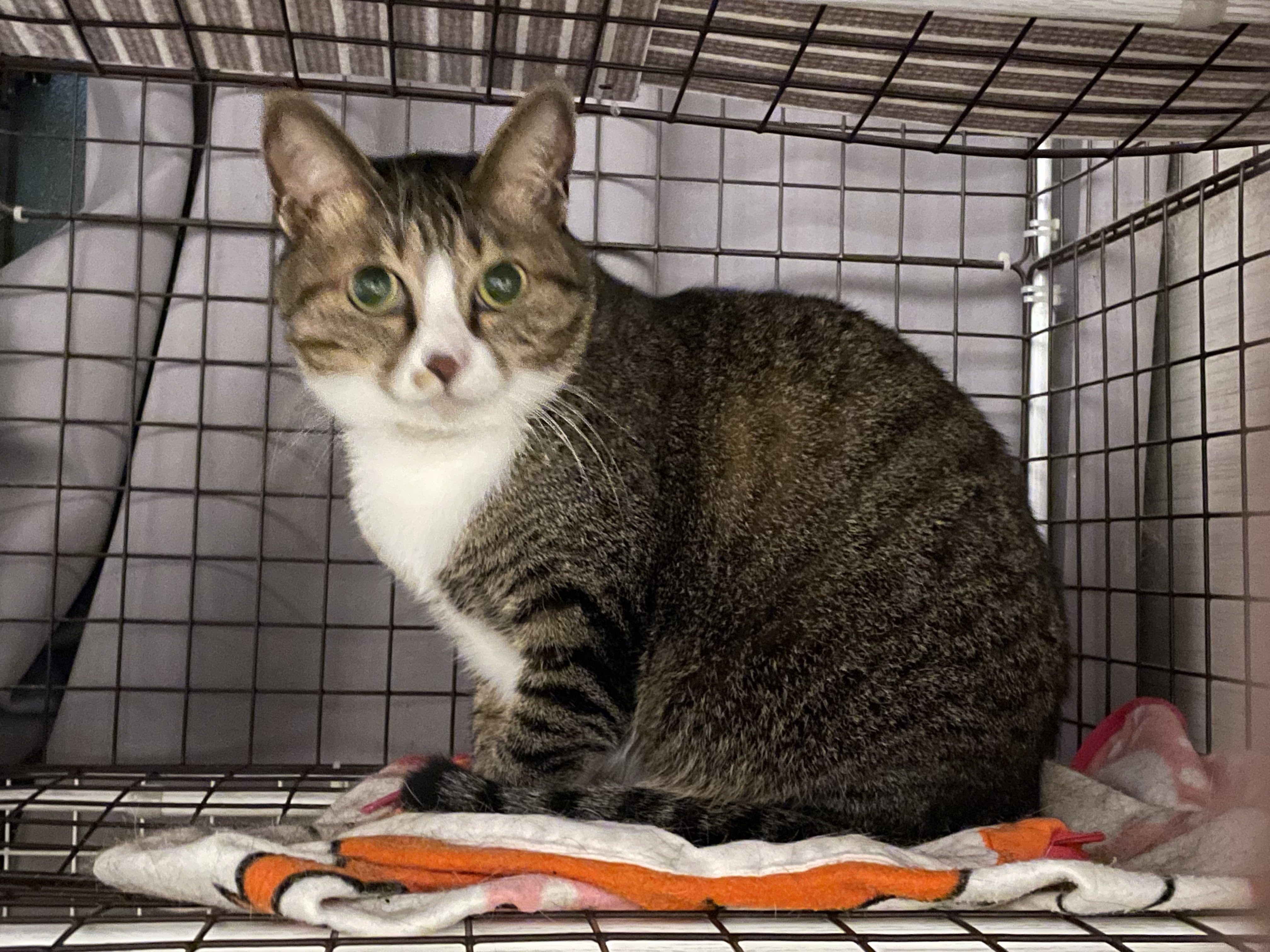 ねこきち にゃんちくだいすきくらぶ on X: 