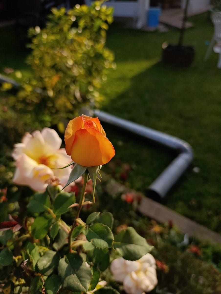 FlorCandarle's tweet photo. https://t.co/8qN9noTB7G