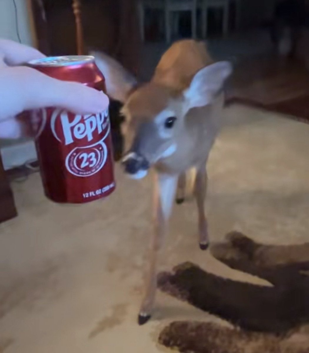 ZenithTheDeer's tweet image. Cool Deer Fact of the Day:

Deer are very nice and they can all have a Dr. Pepper as a treat