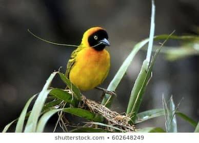 Awure owo 
( for money ) 

Get eye iga ako 

Get ikode 3 

Put one ikode in the mouth of the bird 

Put one under its right wing 

Put another under its left wing 

Put in it the native pot and add one alligator pepper 

Burn 

Then divide into 7 

Retweet for soap and usage