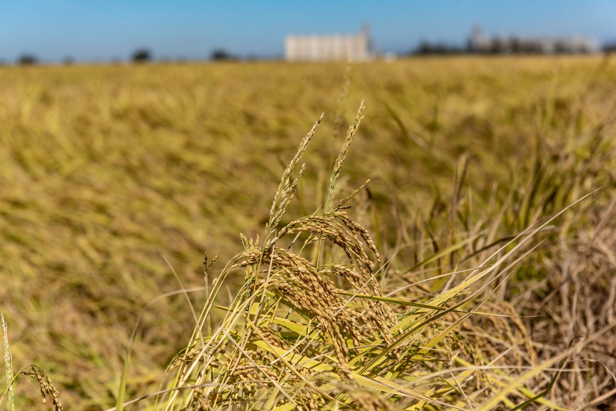 Rice harvest is underway across the Sacramento Valley.

From golden fields to grain bins, here’s how California rice makes its journey from field to table. (🧵)