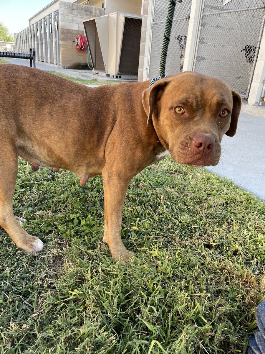 STACY #A383971 2yo
Precious baby has trouble standing because of possible, hip displaysia 
Wee angel needs a Medical Rescue, so she can receive the care she DESPERATELY needs!
She is such a sweet little baby,look at that face!
PLZ #PLEDGE FOR MEDICAL RESCUE #CORPUSCHRISTI #TX