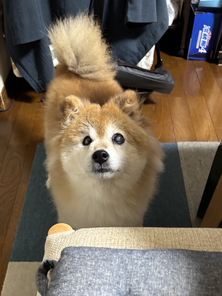 柴犬のちよ (@M9B7gThSF11HI46) / Posts / X