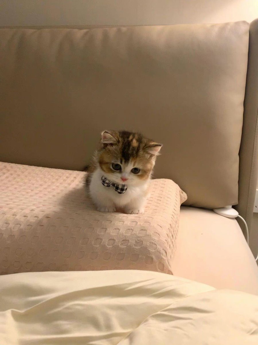 cutest cats tweet media