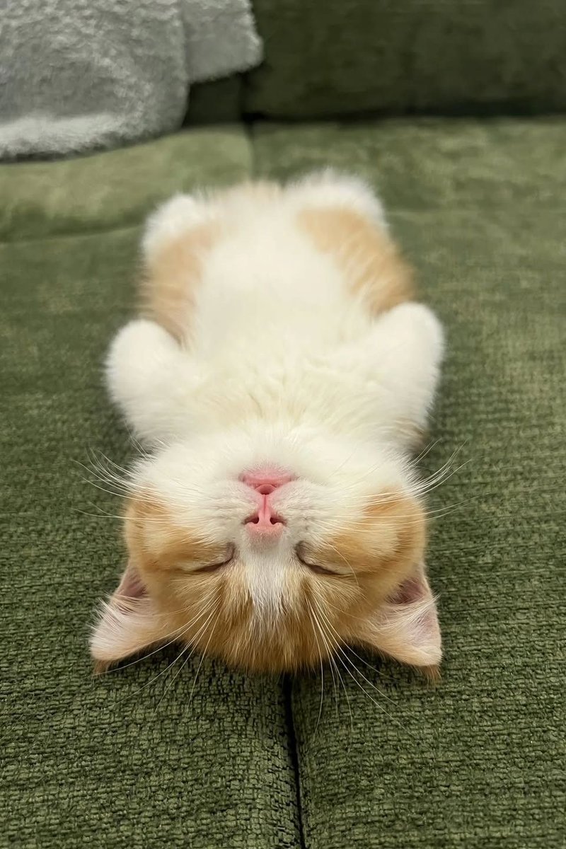 cutestscats tweet picture