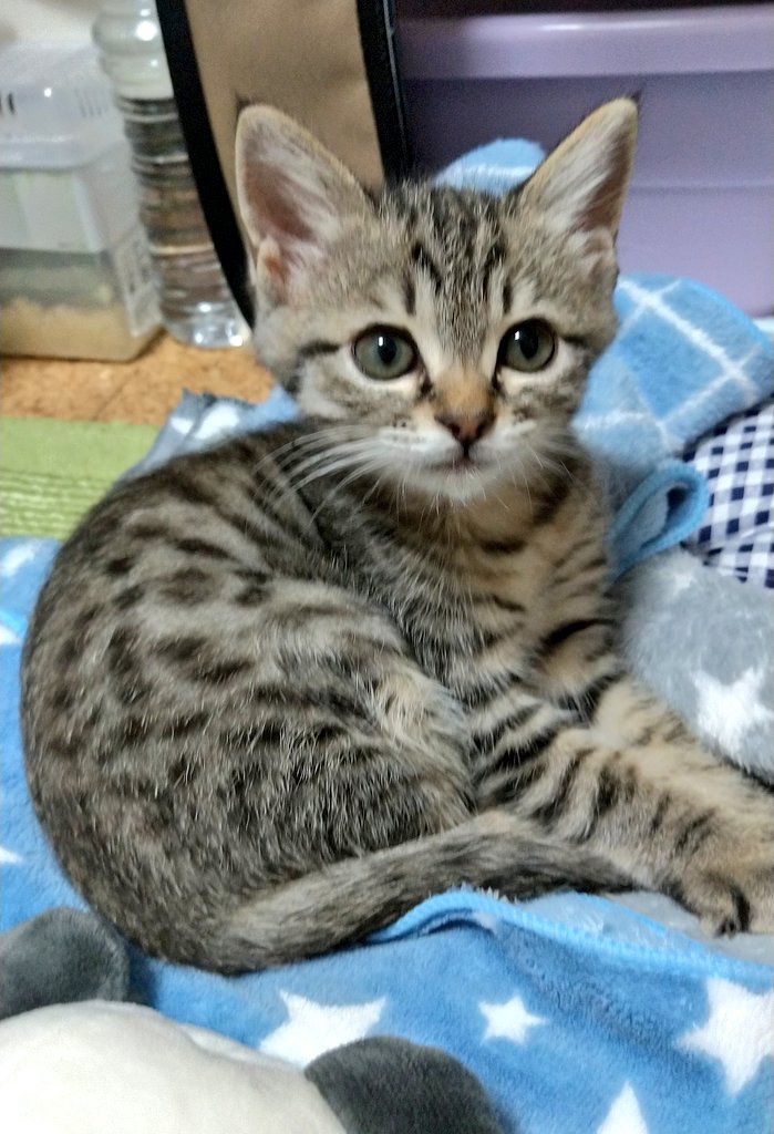 cutest cats (@cutestscats) on Twitter photo 