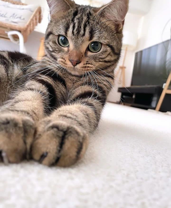 cutest cats tweet media