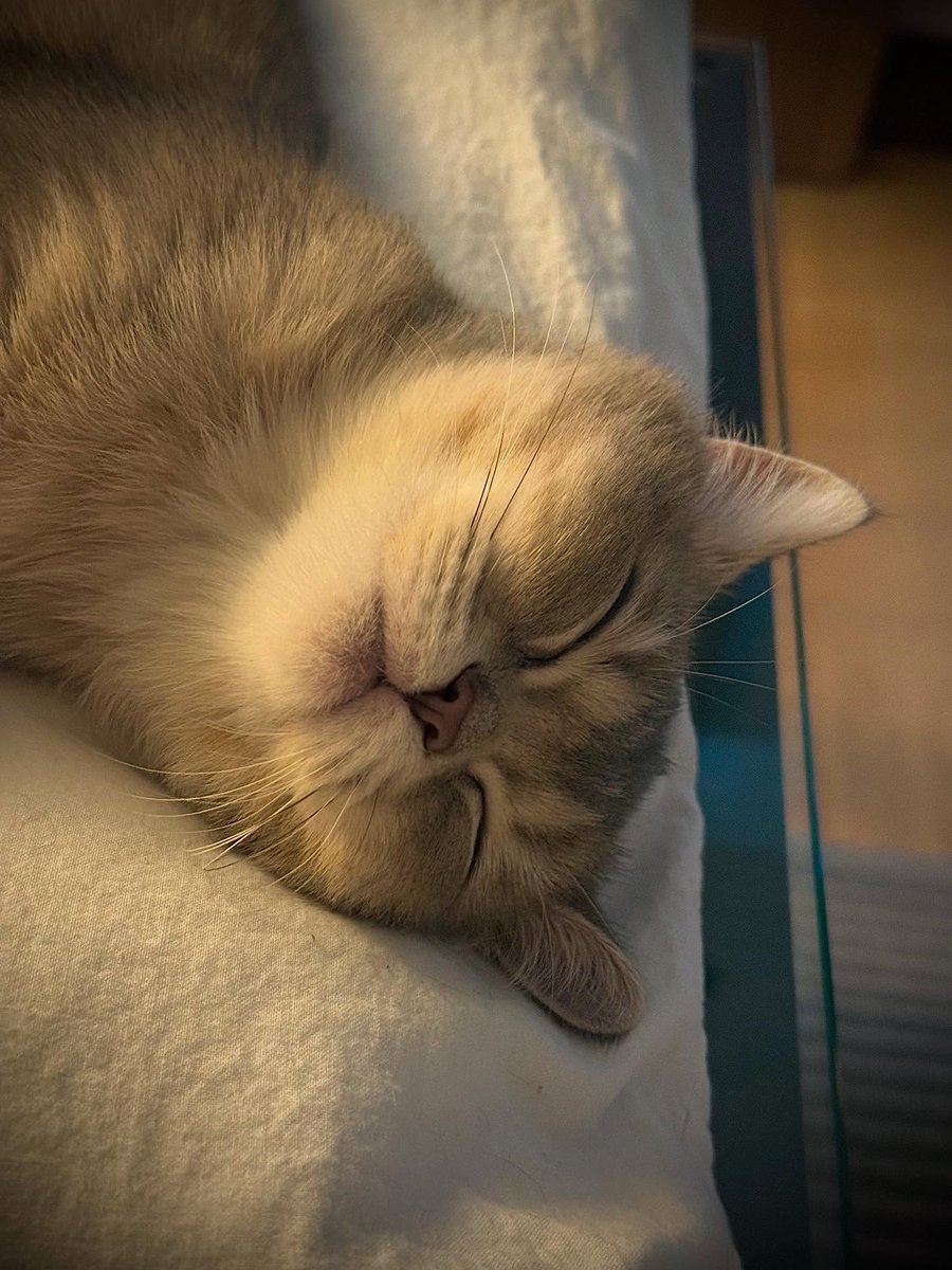 cutestscats's tweet image. 