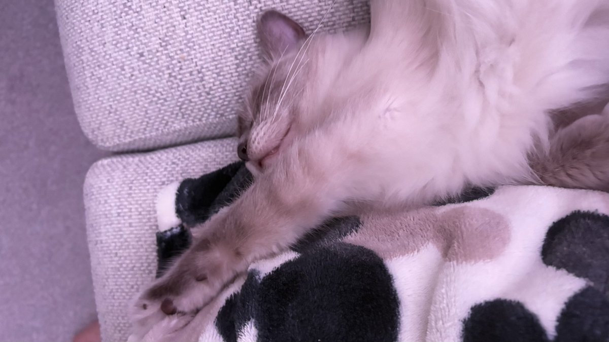 nicolajayranson's tweet photo. Having a late night hot chocolate and I have our baby ragdoll for snuggles #hedgewatch #catsofx https://t.co/gRZ5k3ZNm8