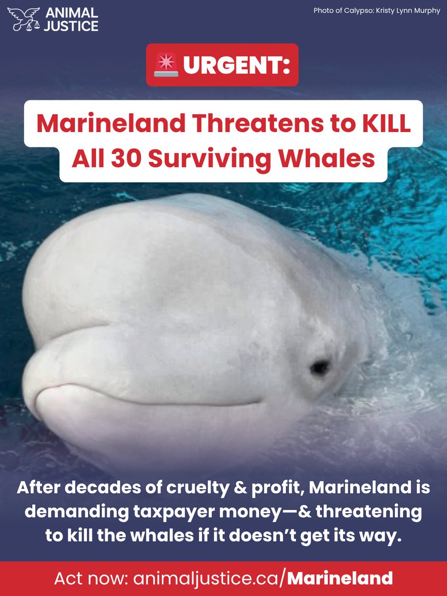 🚨 #Marineland is threatening to KILL 30 belugas unless the gov’t gives them money or allows the whales to be shipped to a subpar aquarium in China.

This is extortion. The Ontario &amp; federal governments must step in now &amp; protect the whales 👉 bit.ly/48UnOiT #OnPoli