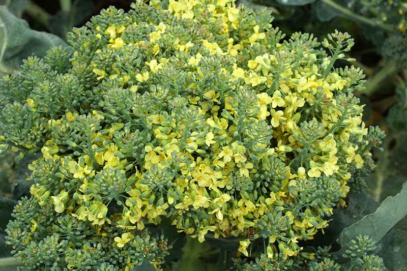 Gardeners_Path_'s tweet image. How To Save Broccoli Seeds At Home - Saving seeds from your broccoli crop is a great way to spend less and grow more sustainably! Learn how to collect and save broccoli seeds now. gardenerspath.com/plants/vegetab… #broccoli #seedsaving #gardening