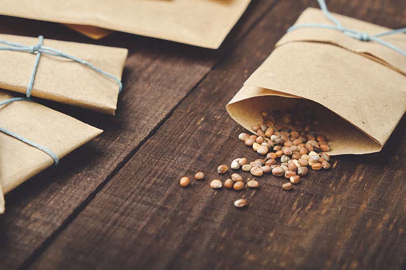 Gardeners_Path_'s tweet image. How To Save Broccoli Seeds At Home - Saving seeds from your broccoli crop is a great way to spend less and grow more sustainably! Learn how to collect and save broccoli seeds now. gardenerspath.com/plants/vegetab… #broccoli #seedsaving #gardening