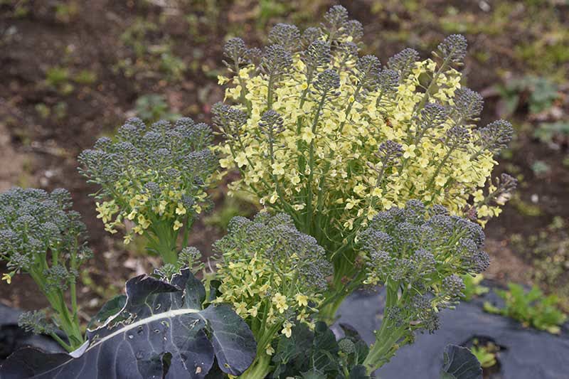 Gardeners_Path_'s tweet image. How To Save Broccoli Seeds At Home - Saving seeds from your broccoli crop is a great way to spend less and grow more sustainably! Learn how to collect and save broccoli seeds now. gardenerspath.com/plants/vegetab… #broccoli #seedsaving #gardening