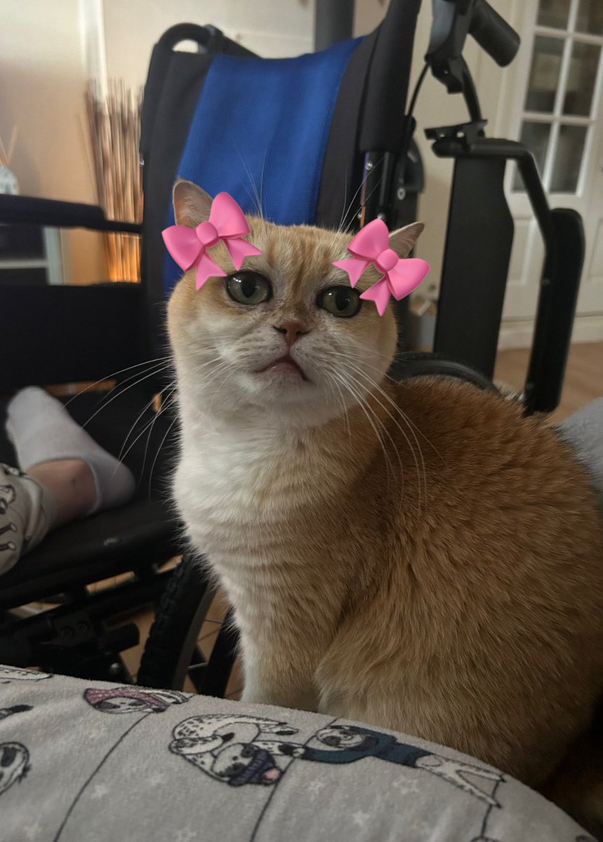 lilKatniss7's tweet image. I am looking yor bows 🎀🎀