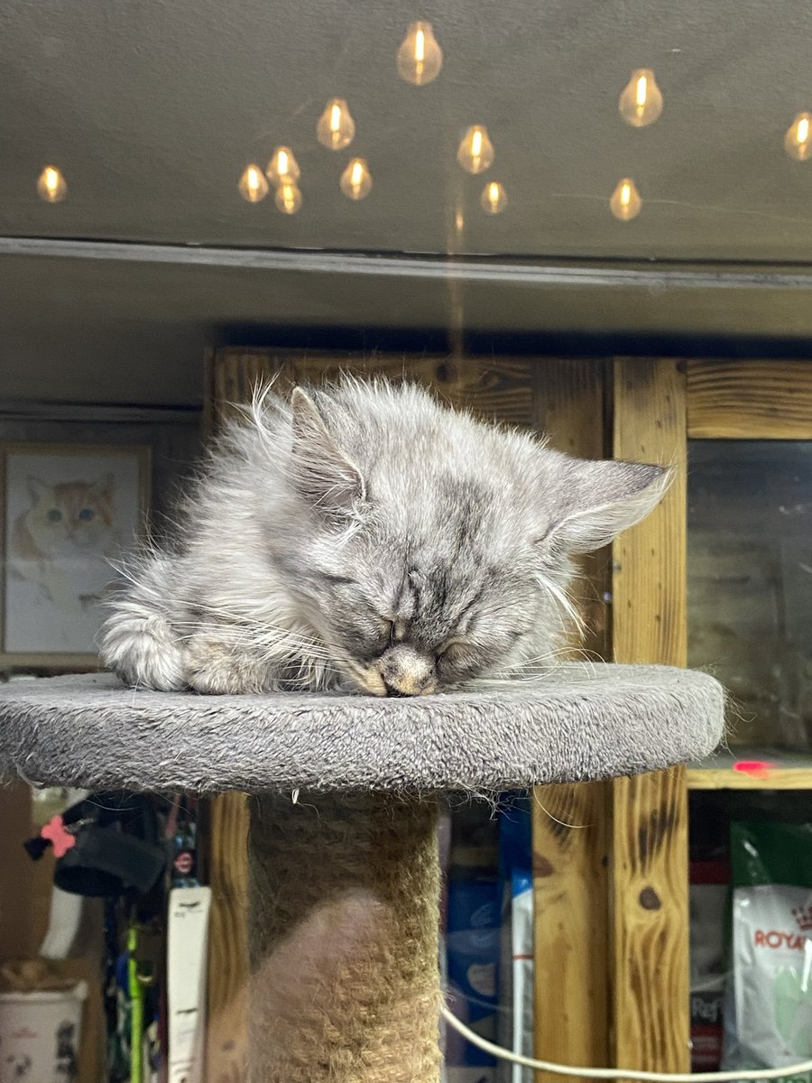 Night night Tirana! @walk21tirana